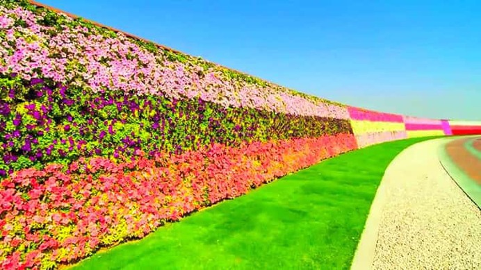 In 2013; the Dubai Miracle Garden built a floral wall of almost 1 km long. This floral wall was later recognized by the Guinness World Records as the longest flower wall in the world. The flower wall part of the Dubai Miracle Garden at the time of its inauguration in 2013.