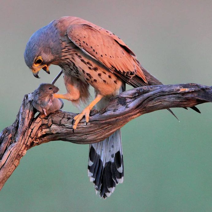 #only_raptors: Beautiful Birds of Prey Photography by Luciano Piazza