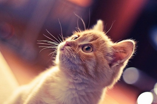 Cat | Flickr - Photo Sharing! #creative #photo #cat #best #photography #beauty