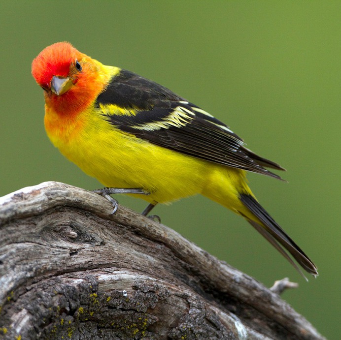 Western Tanager perched on a log.