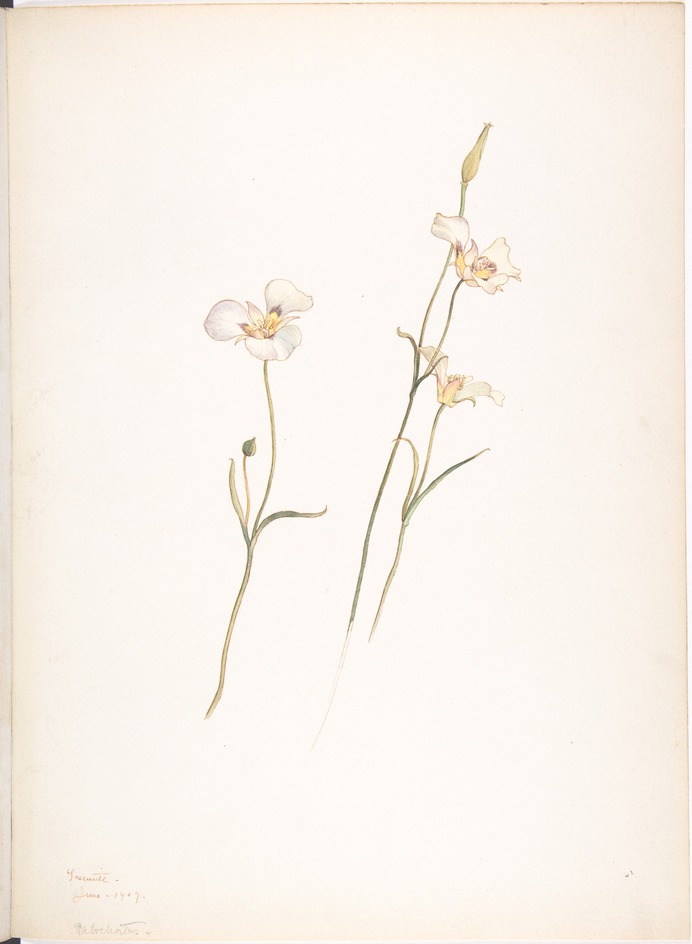 Sego_Lilies,_Chalocortus_nutallii_MET_DP808523.jpg (2815×3843)
