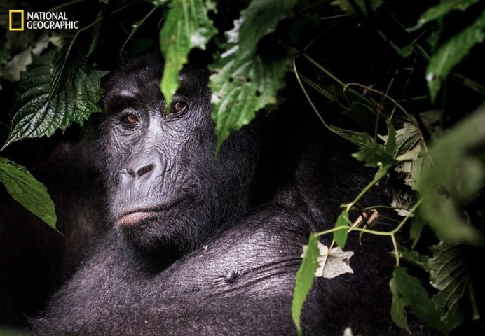 Spectacular Entries From the National Geographic Nature Photographer of the Year 2016