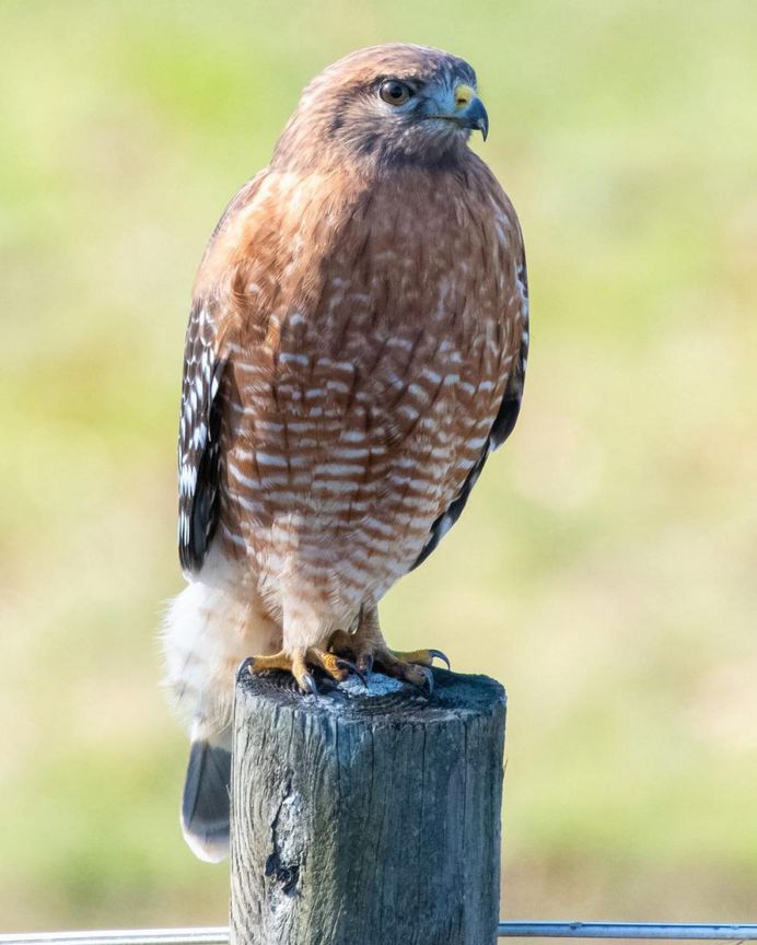 #birdfreaks: Striking Bird Photography by Adam Berry