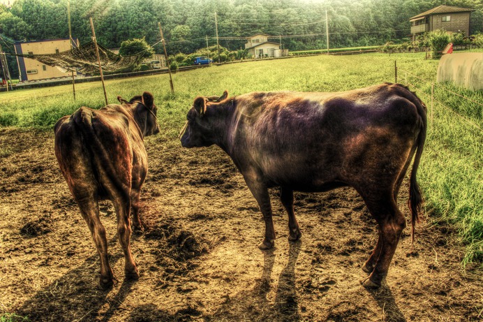 "Hesitation of Love" by Yuki Iwaoka #Photography #HDR #Wallpaper #Landscape