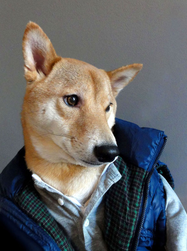 Fashion dog #pose #inu #shiba #fashion #dog