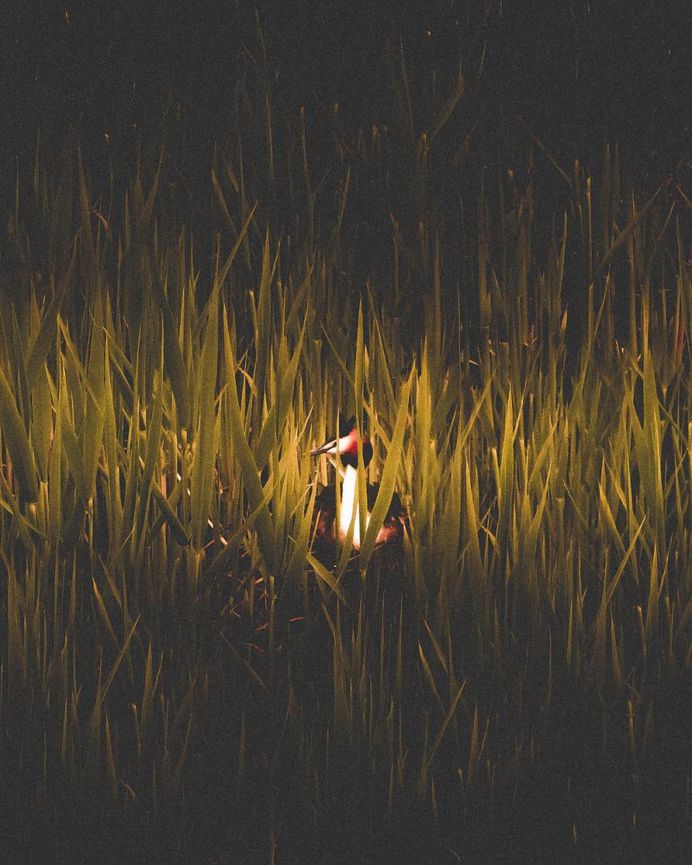 #folkscenery: Adorable Animal Portrait Photography by Douglas Fir