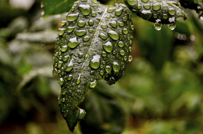 dewy leaf #photography #nature #green #dew #fresh