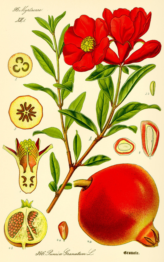 Illustration: Punica granatum #wilhelm #flora #thom #biology #print #fauna #otto #dr #illustration #and