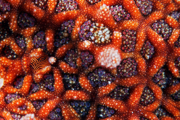 Gorgeous Patterns of the Sea: Macro Photographs of Starfish by Alexander Semenov #sea #pattern #water #under
