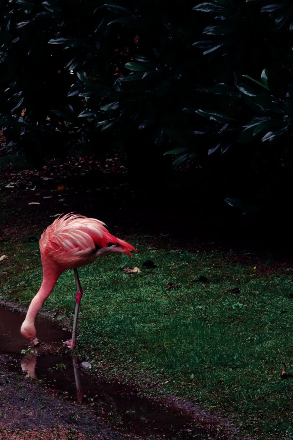 Fabrizio Raschetti | PICDIT