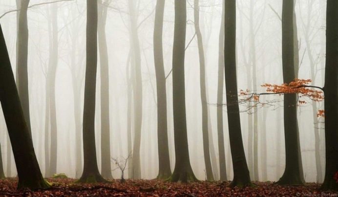 Mysterious Trees In A Dutch Forest by Nelleke Pieters