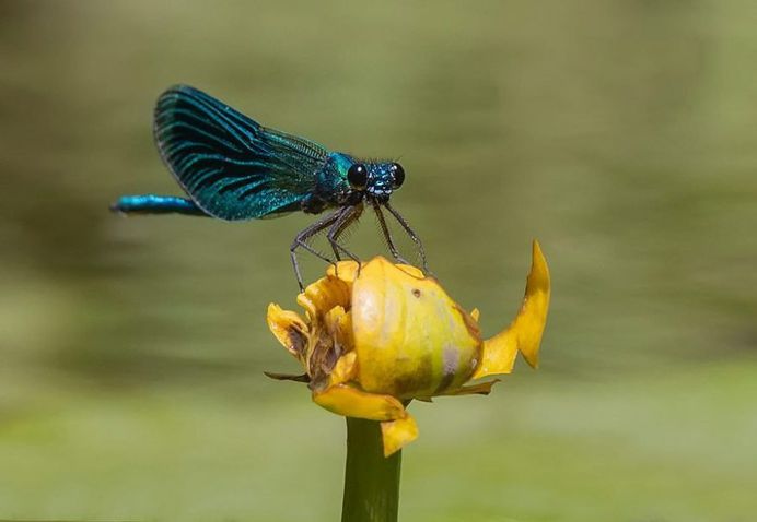 #macro_perfection: Macro Wildlife Photography by Franka Slothouber