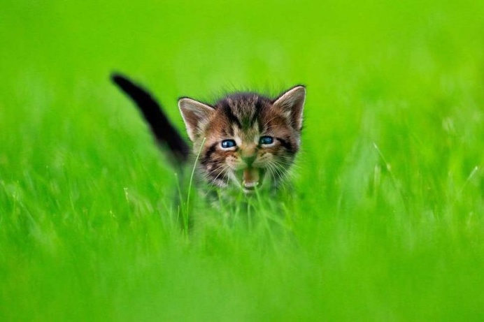 Adorable Cats And Kittens Flying Through The Air by Seth Casteel