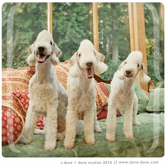 the dane's dish » dane + dane studios: pet photography + design #photography #dogs