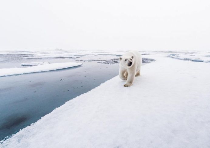 Photographer Audun Lie Dahl Captures Stunning Arctic Wildlife