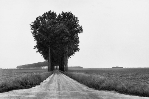Claustrophobically Agoraphobic #white #black #landscape #photography #and #trees