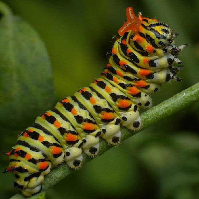 Yellow Swallowtail Catapiller