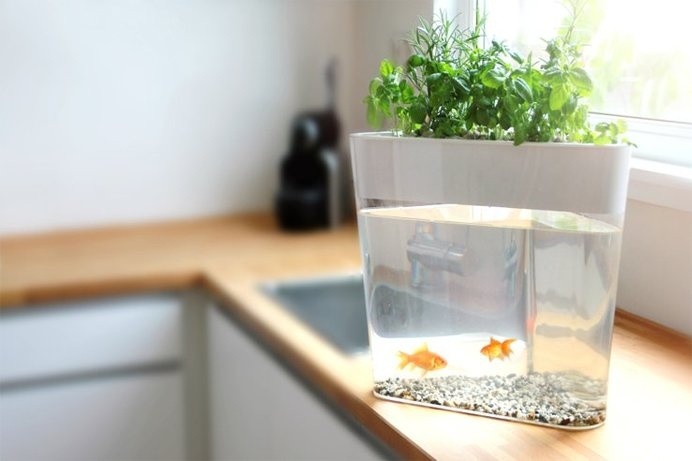 Grow fresh, organic produce in your own home with Ecofarm, a self-cleaning mini-loop ecosystem and fish tank. #design #product #product desi