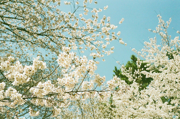 All sizes | 桜 2012(CONTAX G1) | Flickr Photo Sharing! #photography #color #nature