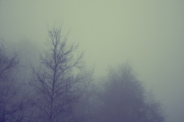Swimming in Milk on the Behance Network #blue #tree #winter
