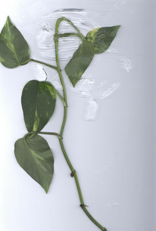 #scan #slit-scan #slitscan #slit scan #scanner #flower #water