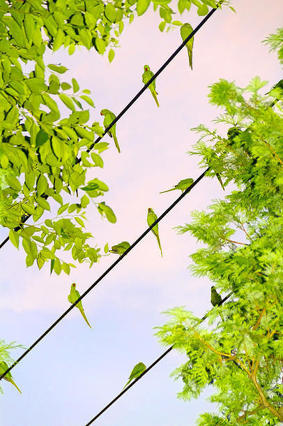 Yoshinori Mizutani | 水谷吉法 | Tokyo Parrots #birds #tokyo #photography #parrots