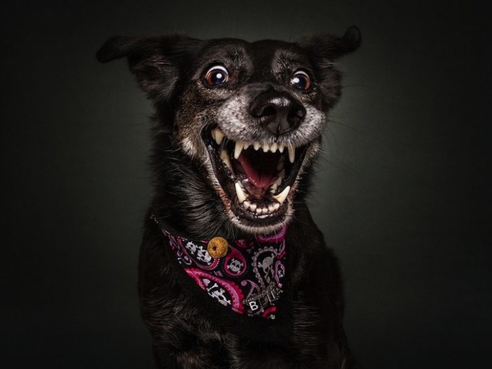 Christian Vieler Captures Hilarious Portraits of Dogs Catching Treats