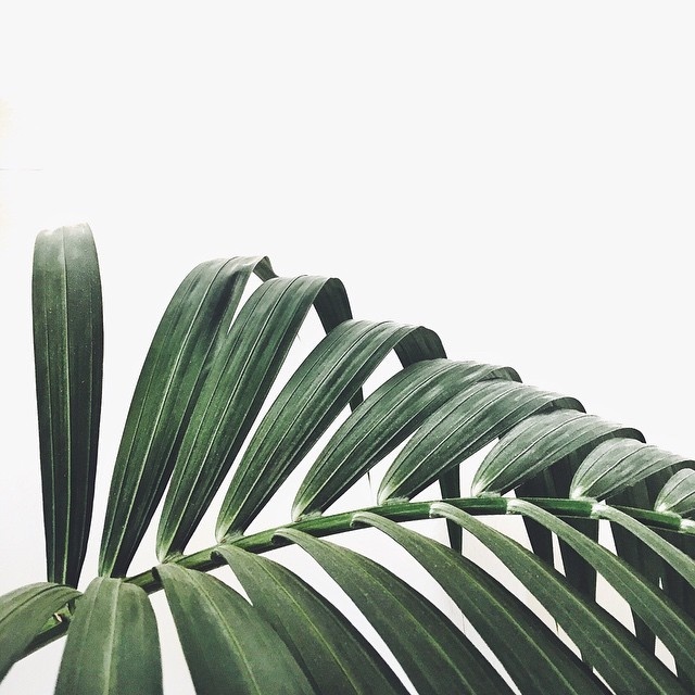 Palms via tumblr