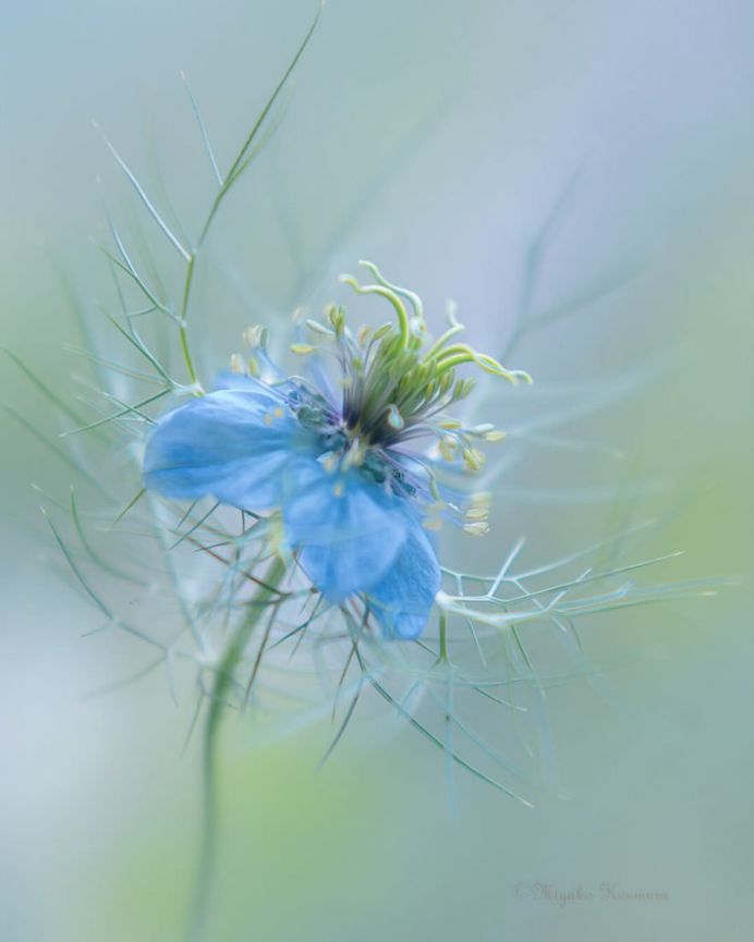 Beautiful Macro Flower Photography by Miyako Koumura