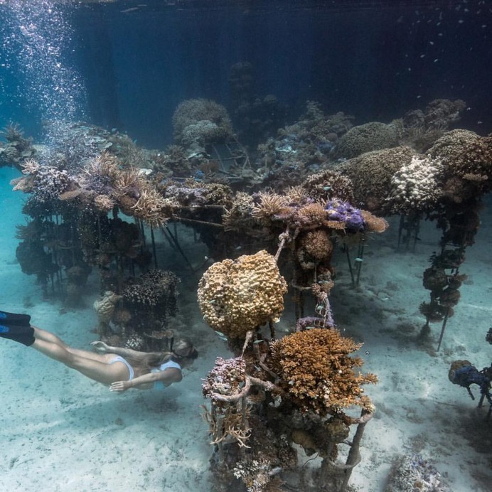 Incredible Underwater Photography by Juan Oliphant