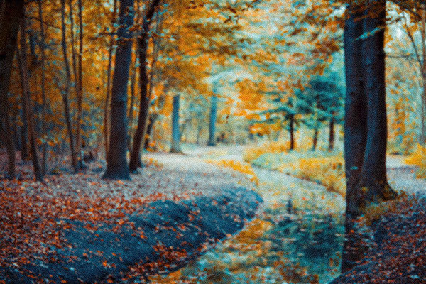 AUTOMNE on Behance #photography #autumn
