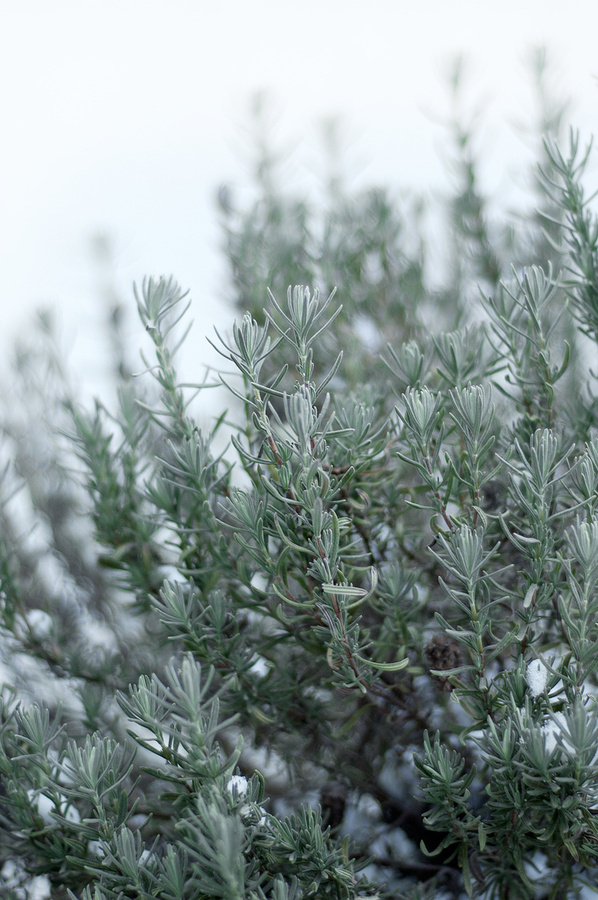 Herbs&Eggs #brunch #breakfast #fresh #snow #rosemary #herbs #winter