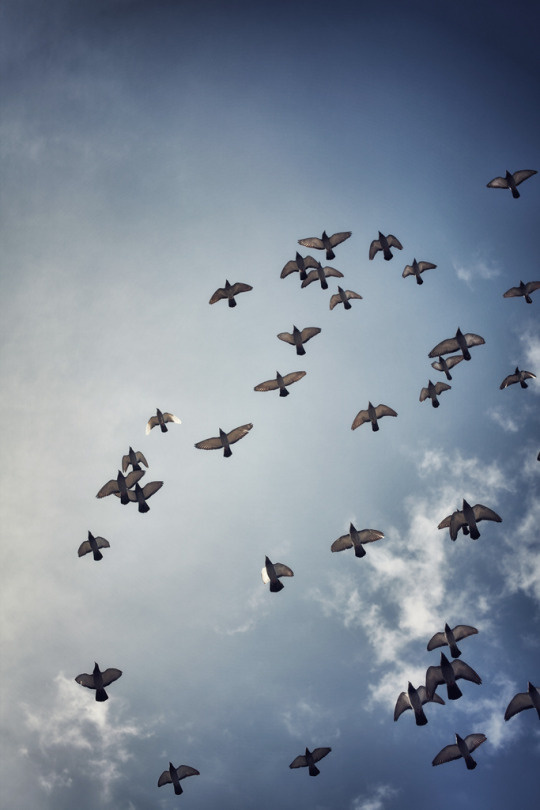 nature, birds, sky