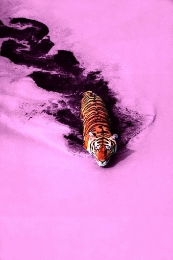 tumblr_m1v5fdLCWT1qzleu4o1_500.jpg (467×700) #tiger