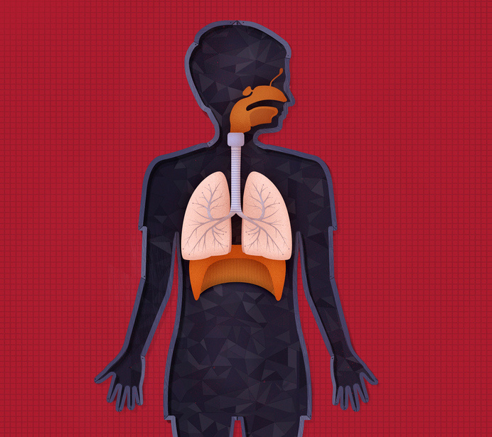 RESPIRATORY #human #illustration #body #anatomy