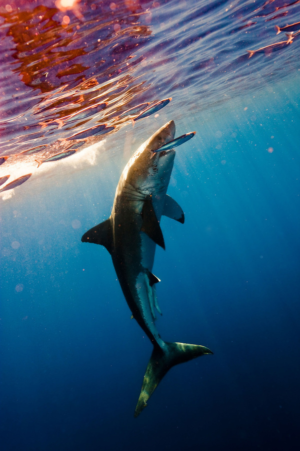 Shark Hunt by Michael Muller | Iconology #muller