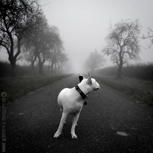 One Way, photography by Martine Fassier #dog