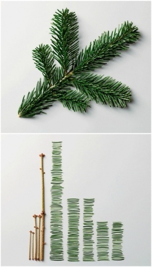 Tumblr #things #neatly #organised #branch