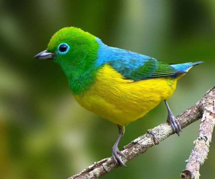 #kings_birds: Beautiful Bird Photography by Celso de Castro