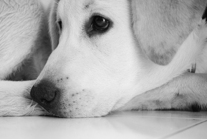 IG107 #face #animal #pet #resting