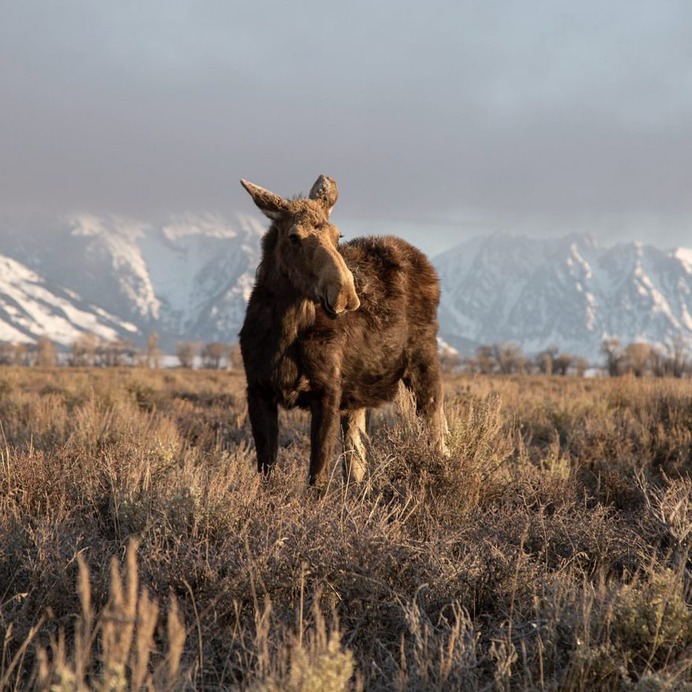 Amazing Wild Animals in Grand Teton National Park by Nick Sulzer