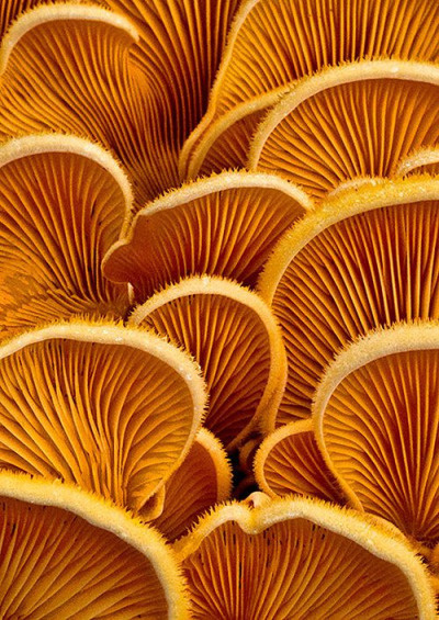 orange #orange