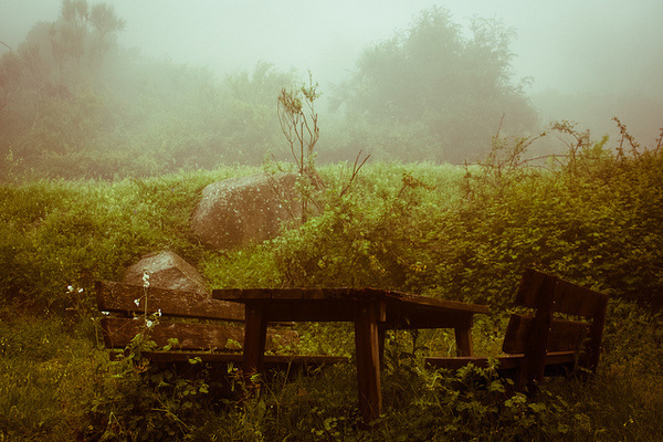 Senza titolo #photo #nature #benches #fog