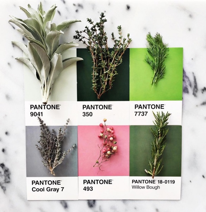 #food #herbs #colour #color #pantone