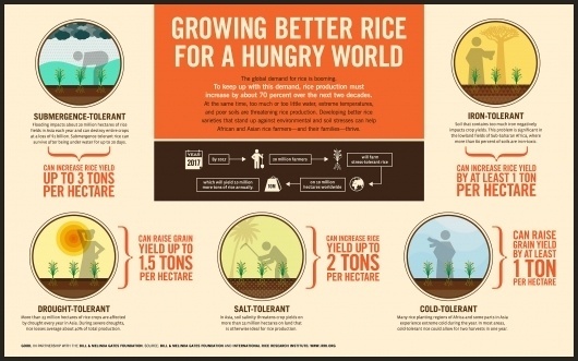 GOOD.is | Growing Better Rice for a Hungry World (Raw Image) #info