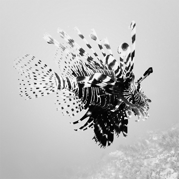 Black and White Underwater Photography by Hengki Koentjoro #photography