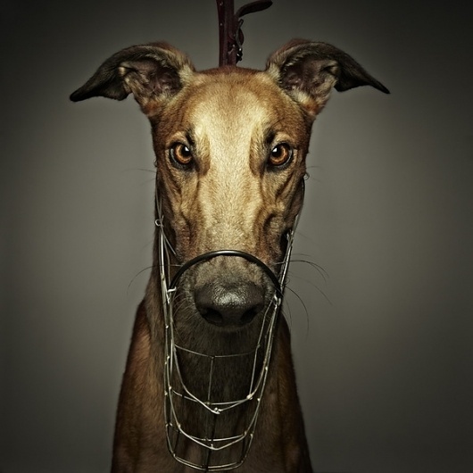 The Lure Series on the Behance Network #photography