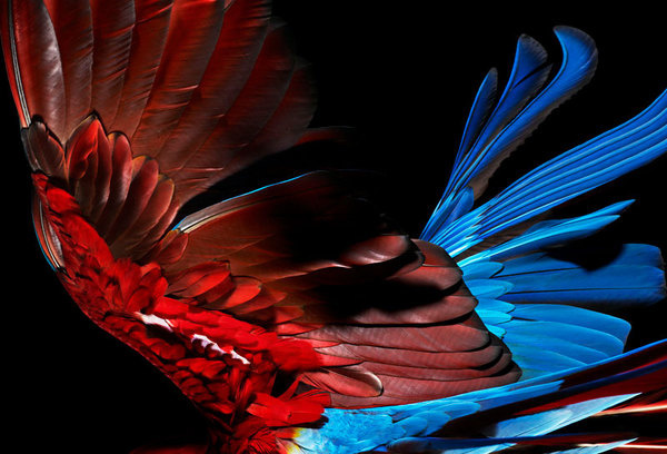 Perroquet 02.jpg, oct 2008 #photography #parrot #bird