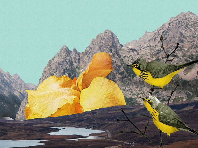 Bird Collage