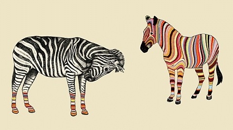43891-013850-41a1c929546499bb5ec1148adfaa5acc.gif (480×268) #colourful #smith #colours #zebra #gif #rainbow #paul